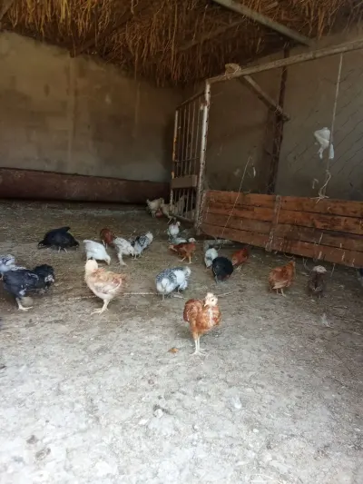 Cücə — Heyvanlar, Quşlar, Balıqlar, Bakı