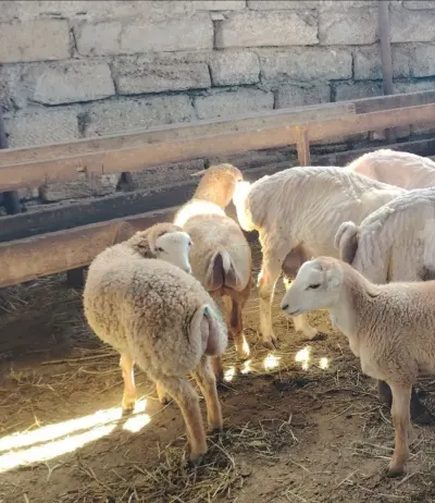 Qoyun — Heyvanlar, Quşlar, Balıqlar, Bakı