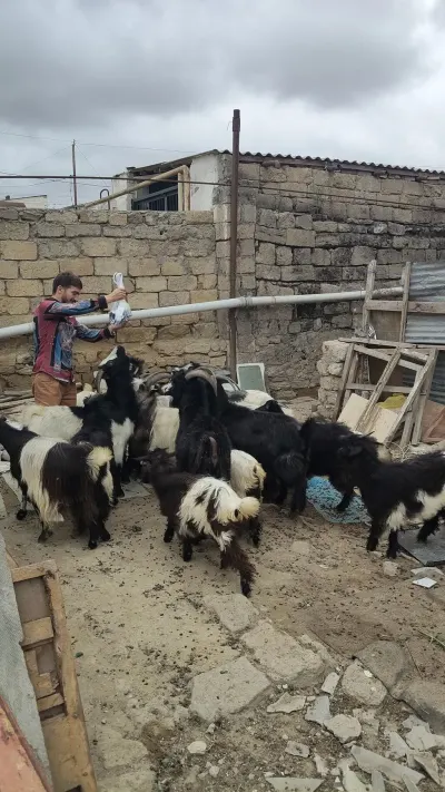 Keçilər — Heyvanlar, Quşlar, Balıqlar, Bakı