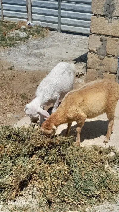 Quzular — Heyvanlar, Quşlar, Balıqlar, Cəlilabad