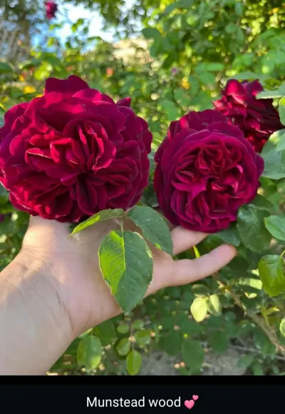 Gül kolları — Dənlilər, Otlar Yemlər,  Bitkilər, Bakı