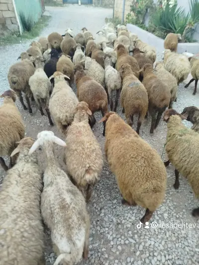 Qoyunlar — Heyvanlar, Quşlar, Balıqlar, Bakı