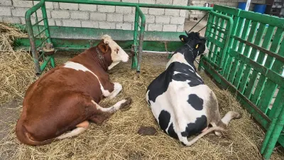 Danalar — Heyvanlar, Quşlar, Balıqlar, Xaçmaz