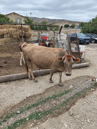 İnək — Heyvanlar, Quşlar, Balıqlar, Xızı