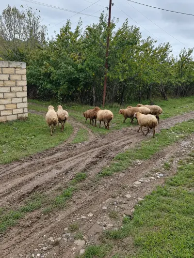 Qoyunlar — Heyvanlar, Quşlar, Balıqlar, Qusar