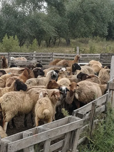 Qoyunlar — Heyvanlar, Quşlar, Balıqlar, Şabran