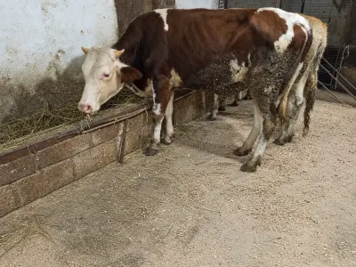 Cöngə — Heyvanlar, Quşlar, Balıqlar, Xaçmaz