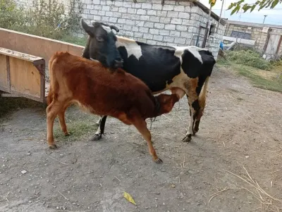 Balalı inək — Heyvanlar, Quşlar, Balıqlar, Quba