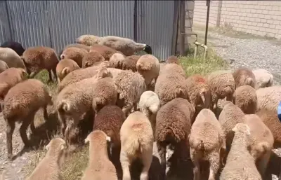Qoyun — Heyvanlar, Quşlar, Balıqlar, Ağcabədi
