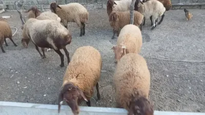 Qoyunlar — Heyvanlar, Quşlar, Balıqlar, Bakı