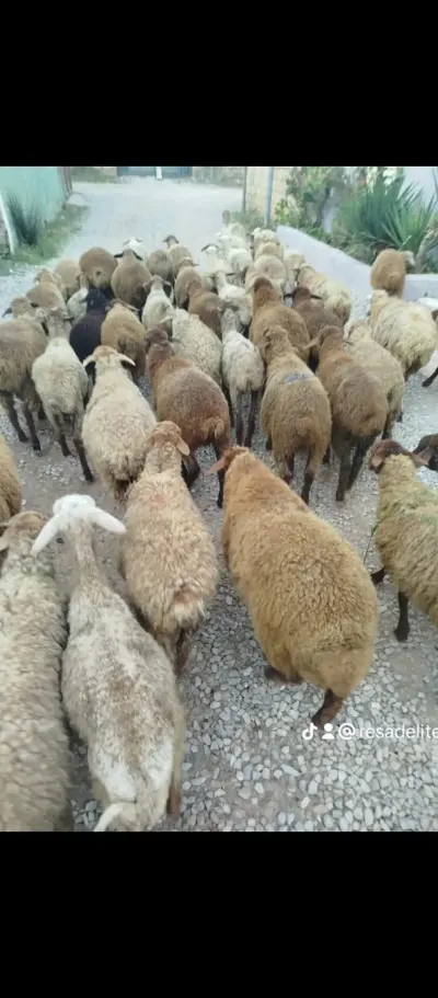 Quzular — Heyvanlar, Quşlar, Balıqlar, Bakı