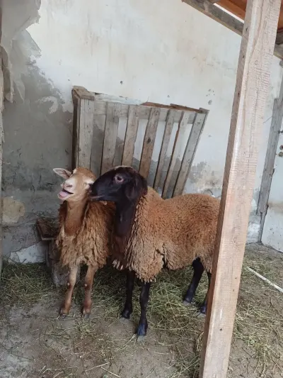 Qoyunlar — Heyvanlar, Quşlar, Balıqlar, Bakı