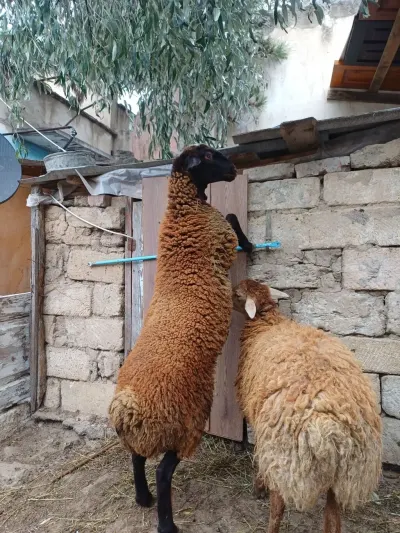 Qoyunlar — Heyvanlar, Quşlar, Balıqlar, Bakı — şəkil 3