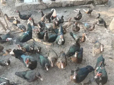 Ördəklər — Heyvanlar, Quşlar, Balıqlar, Bakı