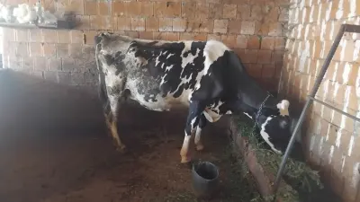 İnək — Heyvanlar, Quşlar, Balıqlar, Oğuz