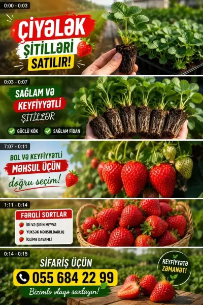 Çiyələk şitili — Dənlilər, Otlar Yemlər,  Bitkilər, Bakı