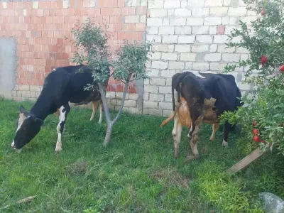 Danalar — Heyvanlar, Quşlar, Balıqlar, Xırdalan