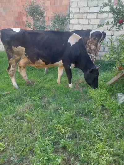 Danalar — Heyvanlar, Quşlar, Balıqlar, Xırdalan — şəkil 3