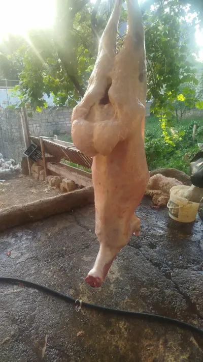 Qoyun — Heyvanlar, Quşlar, Balıqlar, Xırdalan