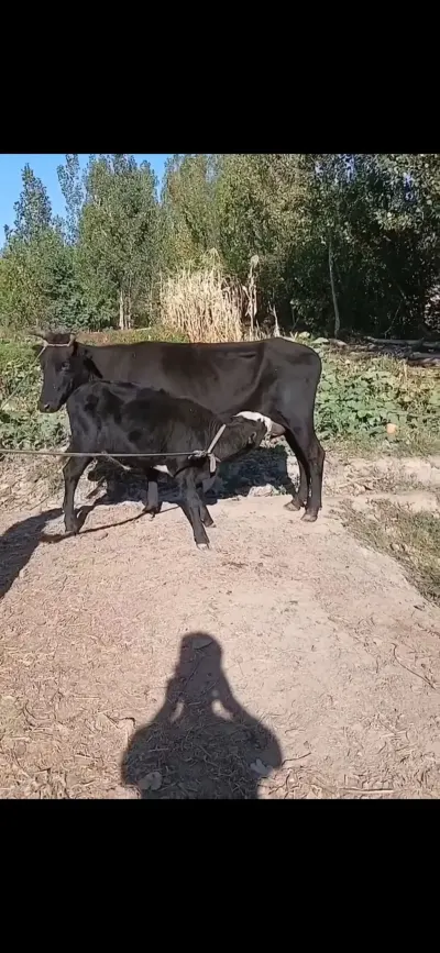 Balalı inək — Heyvanlar, Quşlar, Balıqlar, Qəbələ
