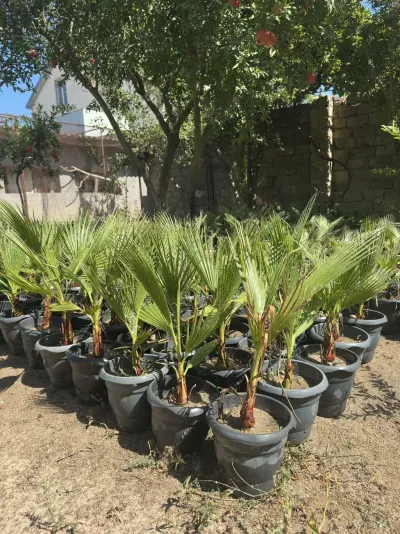 Palma tingi — Dənlilər, Otlar Yemlər,  Bitkilər, Bakı