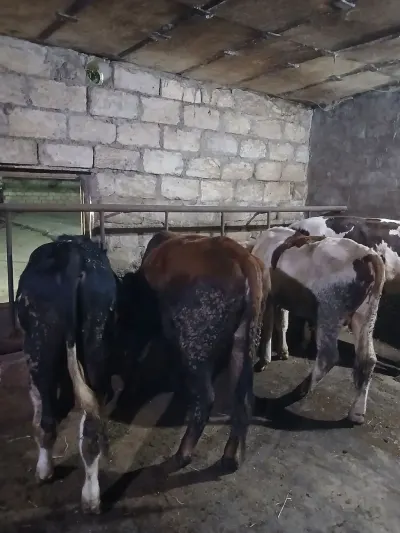 Danalar — Heyvanlar, Quşlar, Balıqlar, Bakı