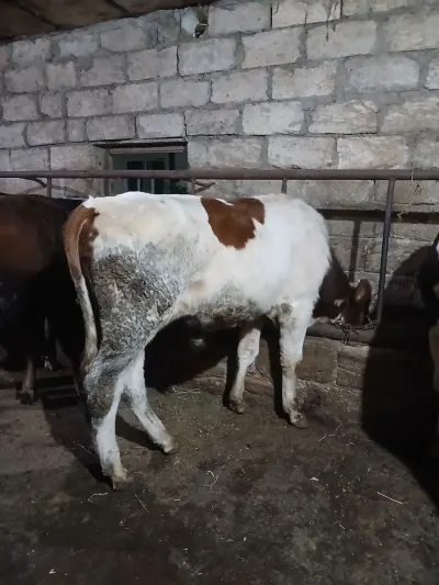Danalar — Heyvanlar, Quşlar, Balıqlar, Bakı — şəkil 6