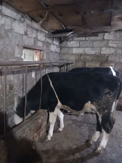Danalar — Heyvanlar, Quşlar, Balıqlar, Bakı — şəkil 5