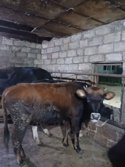 Danalar — Heyvanlar, Quşlar, Balıqlar, Bakı — şəkil 4