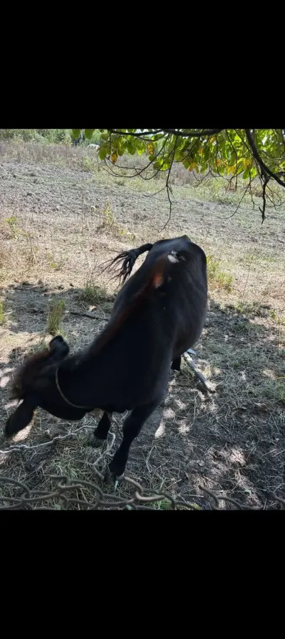 İnək — Heyvanlar, Quşlar, Balıqlar, Qəbələ