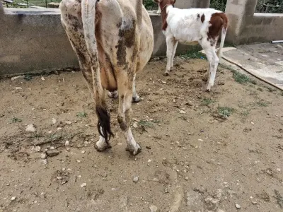 Balalı inək — Heyvanlar, Quşlar, Balıqlar, Xırdalan — şəkil 3