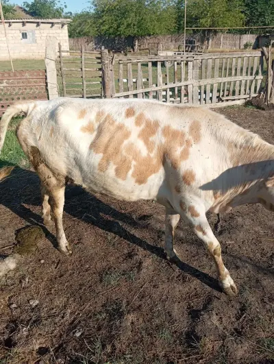 İnək — Heyvanlar, Quşlar, Balıqlar, Bakı
