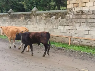 Dana — Heyvanlar, Quşlar, Balıqlar, Lənkəran — şəkil 3