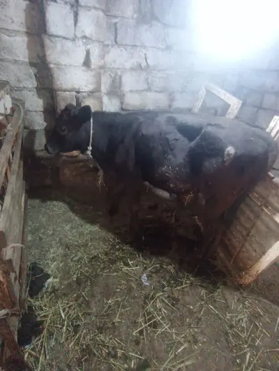Balalı inək — Heyvanlar, Quşlar, Balıqlar, Xırdalan — şəkil 2
