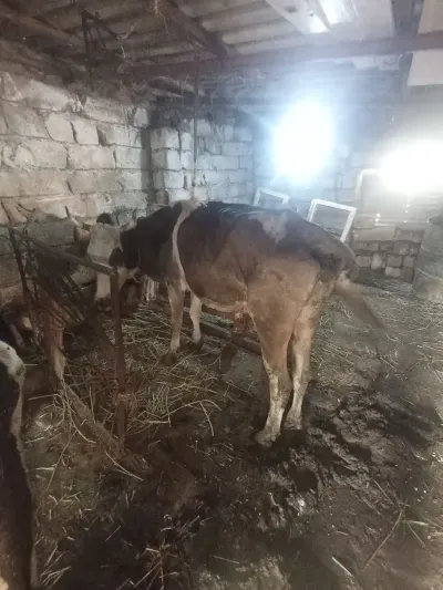 Balalı inək — Heyvanlar, Quşlar, Balıqlar, Xırdalan