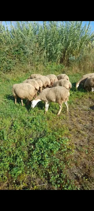 Qoyunlar — Heyvanlar, Quşlar, Balıqlar, İmişli