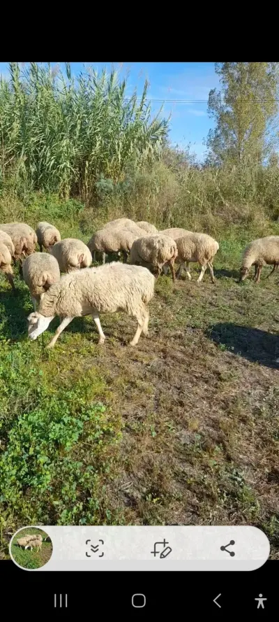 Qoyunlar — Heyvanlar, Quşlar, Balıqlar, İmişli — şəkil 2
