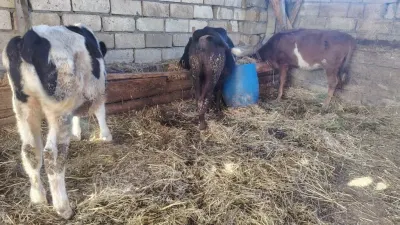 Danalar — Heyvanlar, Quşlar, Balıqlar, Xudat — şəkil 3