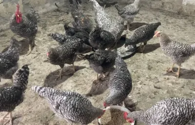 Toyuqlar — Heyvanlar, Quşlar, Balıqlar, Bakı