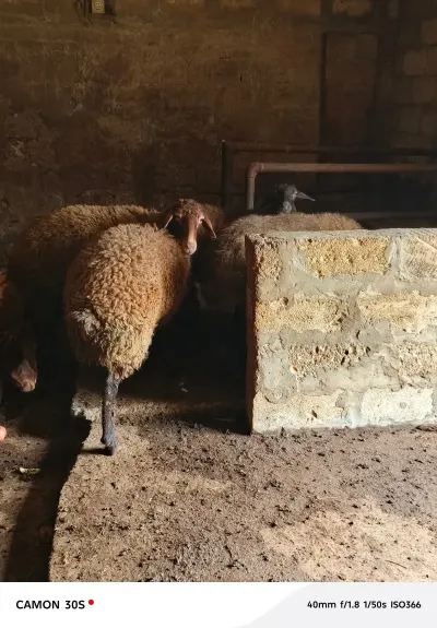 Qoyun — Heyvanlar, Quşlar, Balıqlar, Bakı — şəkil 4