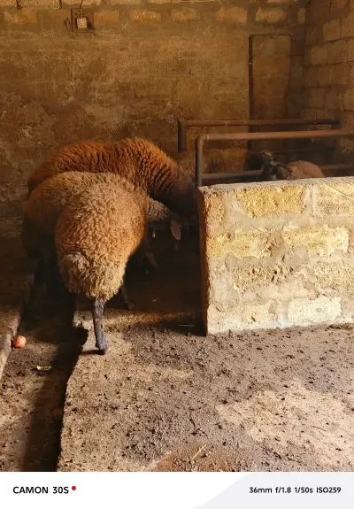 Qoyun — Heyvanlar, Quşlar, Balıqlar, Bakı — şəkil 3