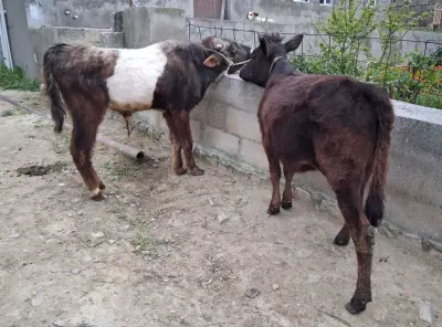 Danalar — Heyvanlar, Quşlar, Balıqlar, Bakı