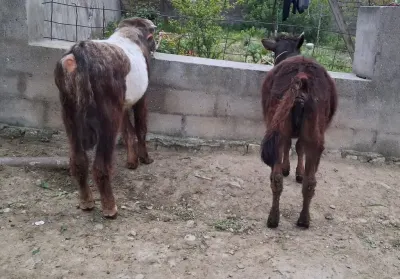 Danalar — Heyvanlar, Quşlar, Balıqlar, Bakı — şəkil 3