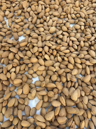 Almond — Fruits and Berries, Baku