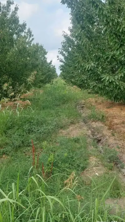 Meyvə bağı — Agricultural Property, Khudat