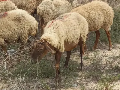 Qoyunlar — Heyvanlar, Quşlar, Balıqlar, Bakı