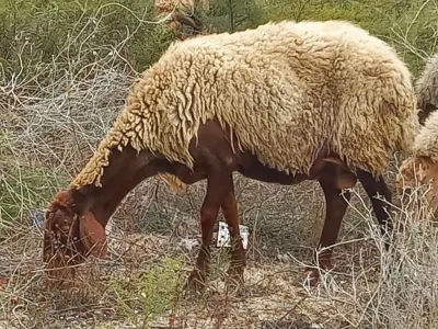 Qoyunlar — Heyvanlar, Quşlar, Balıqlar, Bakı — şəkil 2