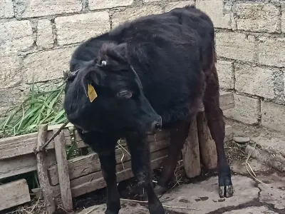 Buzov — Heyvanlar, Quşlar, Balıqlar, Quba