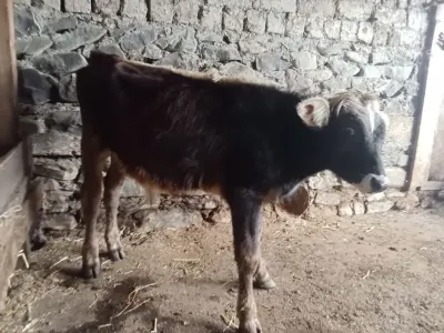 Buzov — Heyvanlar, Quşlar, Balıqlar, Qəbələ — şəkil 2