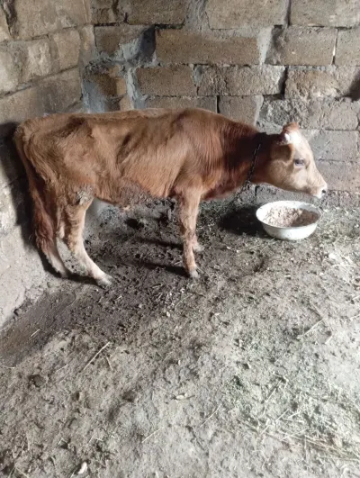 Dana — Heyvanlar, Quşlar, Balıqlar, Xırdalan